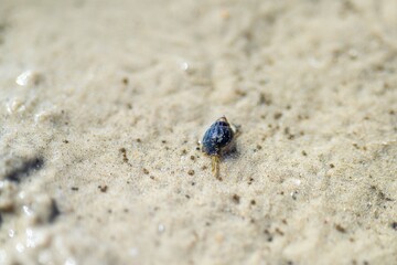 Tasmanian burrowing Southern Soldier crab on a beach close up in australia in summer