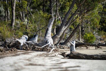 gum tree roots exposed from erosion on the beach