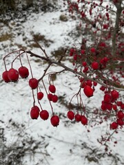 berries in snow