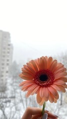 gerbera flower in hand