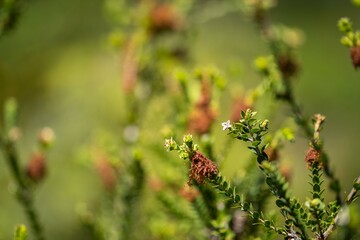 Trees and shrubs in the Australian bush forest. Gumtrees and native plants growing in Australia 
