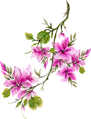 Oriental INK watercolor illustrations arrangement ornament  elements isolated transparent for product, packaging, initation, greeting