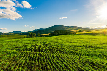 Fototapeta na wymiar valley view in a green shiny field with green grass and golden sun rays, deep blue cloudy sky on a background , green rural hills in spring young season