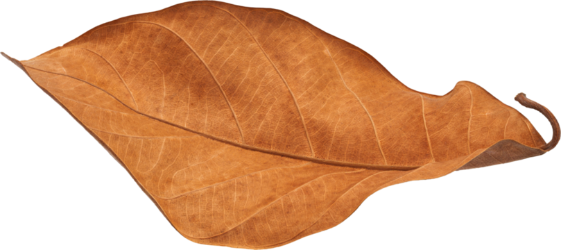 Dry leaves naturally.