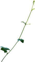 Vine plant, Branch creeper leaf green, Liana tropical nature.