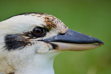Kookaburra close