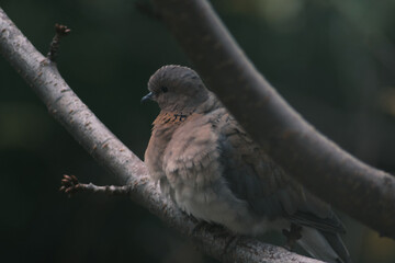sparrow sitting on a branch