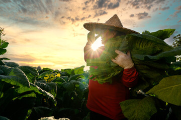 Asian female farmer wear red shirt work in agriculture Harvesting produce in the tobacco plantation...