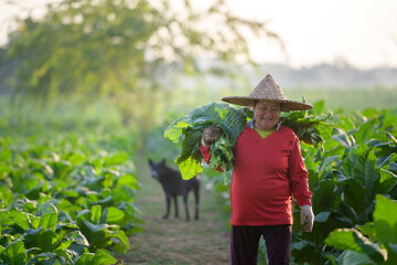 Asian female farmer wear red shirt work in agriculture harvesting of tobacco leaves Female farmer standing in tobacco plantation