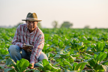 Naklejka na ściany i meble Asian male farmer holding a tablet and using a tablet to control a digital farming system in their own tobacco fields Asian male farmer Technological agriculture concept