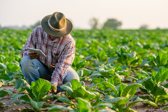 Asian male farmer holding a tablet and using a tablet to control a digital farming system in their own tobacco fields Asian male farmer Technological agriculture concept