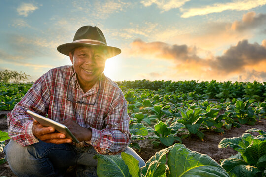 Asian male farmer holding a tablet and using a tablet to control a digital farming system in their own tobacco fields Asian male farmer Technological agriculture concept