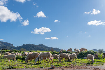 Obraz premium Flock of sheep grazing in a green meadow