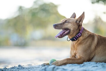 close up portrait of a kelpie dog on the sand on a beach in australia