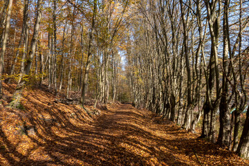 morning light in the Nero valley forest in Wiesbaden Germany in indian summer colors