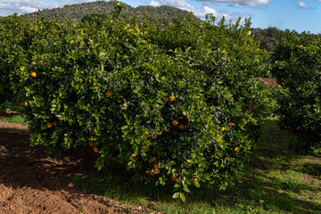Fototapeta na wymiar Rural field of organic orange trees
