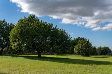 Fototapeta na wymiar Carob tree, Ceratonia siliqua, island of Mallorca