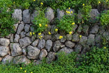 Dry stone wall typical of Mallorca
