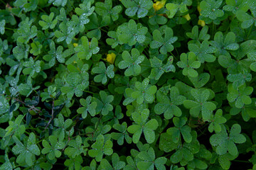 Fototapeta premium Close-up of green clovers with dewdrops