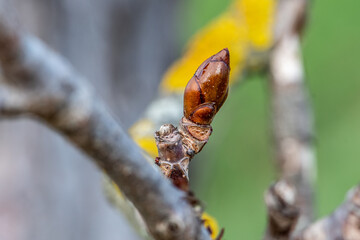 bourgeon de marronnier brun brillant en bout d'une branche par une belle journée printanière