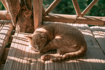 cat sleeping on bamboo floor