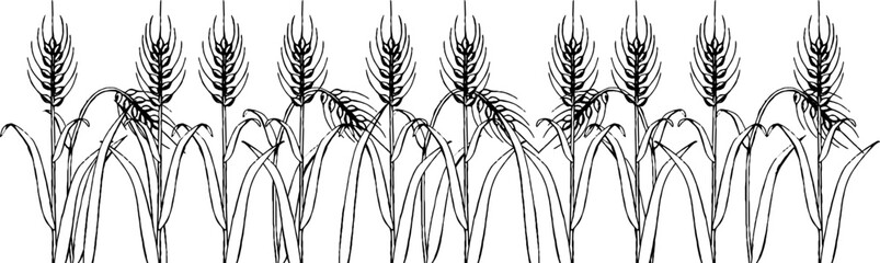 ペンで描いた麦畑のイラスト