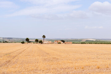 Fototapeta na wymiar Ruined buildings and olive trees in wide open landscape, Andalusia, Spain