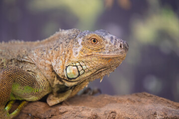 Portrait of giant Green Iguana on tree.