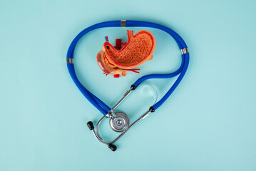 mockup stomach and stethoscope lies on a blue background