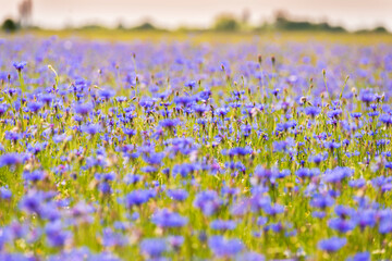 Field of wild blue flowers, chamomile and wild daisies in spring, in remote rural area