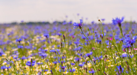 Naklejka premium Field of wild blue flowers, chamomile and wild daisies in spring, in remote rural area