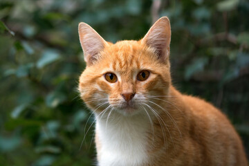 Naklejka na ściany i meble Cute red cat portrait