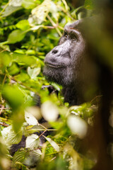Eastern mountain gorilla in tropical forest of Uganda - 561471924