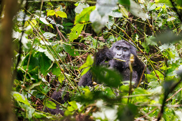 Eastern mountain gorilla in tropical forest of Uganda - 561472157