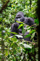 Eastern mountain Silverback gorilla in tropical forest of Uganda - 561472331