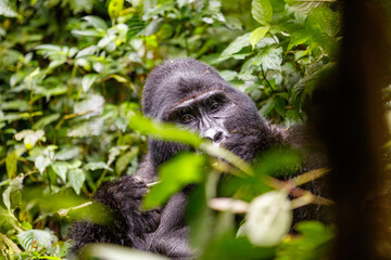 Eastern mountain gorilla in tropical forest of Uganda - 561472507