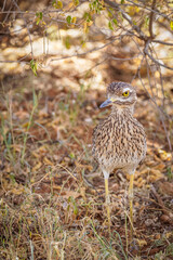 Spotted thick-knee also known as Cape thick-knee ( Burhinus capensis), Samburu National Reserve, Kenya.