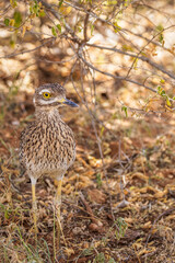 Spotted thick-knee also known as Cape thick-knee ( Burhinus capensis), Samburu National Reserve, Kenya.