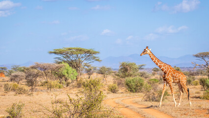 Reticulated giraffe (Giraffa camelopardalis reticulata) walking by in a breathtaking landscape,...