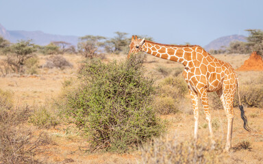Reticulated giraffe (Giraffa camelopardalis reticulata) eating of a bush, Samburu National Reserve, Kenya.