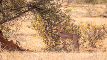 A male Gerenuk Gazelle ( Litocranius walleri) alert for danger, Samburu National Reserve, Kenya.