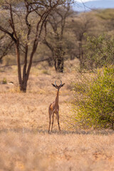Naklejka na ściany i meble A male Gerenuk Gazelle ( Litocranius walleri) looking at the camera, Samburu National Reserve, Kenya.