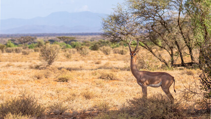 A male Gerenuk Gazelle ( Litocranius walleri) looking at the camera, Samburu National Reserve, Kenya.
