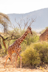 Reticulated giraffe (Giraffa camelopardalis reticulata) walking by, Samburu National Reserve, Kenya.