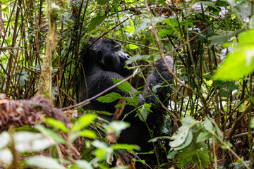 Eastern mountain gorilla in tropical forest of Uganda - 561472924