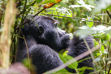 Eastern mountain gorilla in tropical forest of Uganda - 561472948