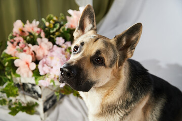 Cute funny big dog near decorations of flower. Pet german shepherd at home before holiday. Strange swiss shepherd dog posing in room during photo shoot