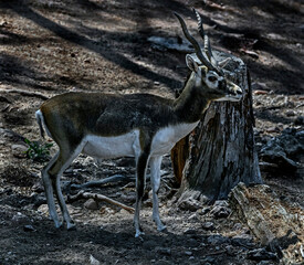Blackbuck antelope imale. Latin name - Antilope cervicapra	