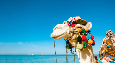 Funny camel face in sunglasses and a hat. An animal against the background of the sea and sky. Backdrop with a copy space.