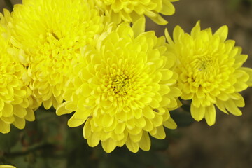 Yellow chrysanthemums daisy flower background pattern bloom.